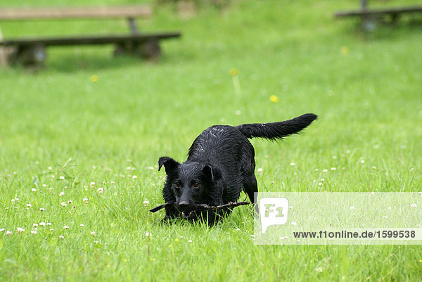 Dog playing with stick in field
