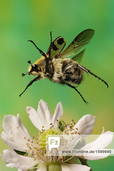 Nahaufnahme-Bee Chafer (Trichius Fasciatus) schwebend über Blume
