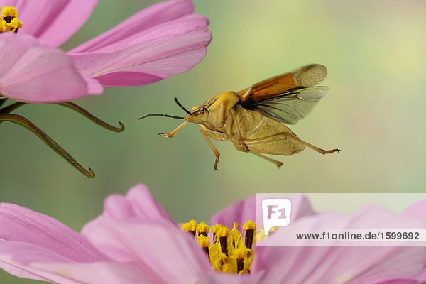 Nahaufnahme der stinken Bug (Carpocoris Fuscispinus) schwebend über Blume