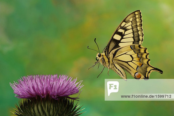 Nahaufnahme der Schwalbenschwanz (Papilio Machaon) Schmetterling schwebend über Blume