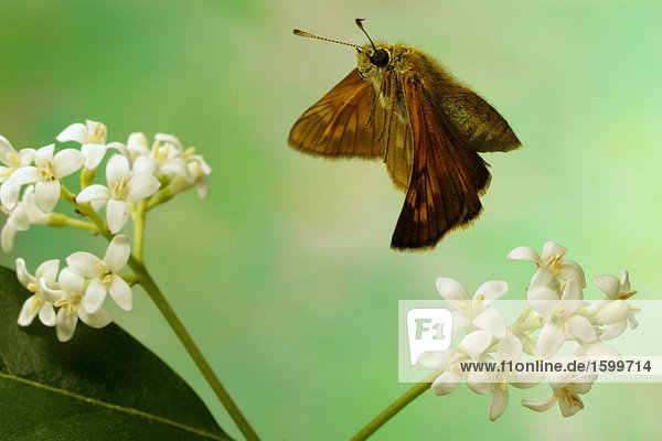 Nahaufnahme von Hesperia Komma (Dickkopffalter) Schmetterling schwebend über Blume