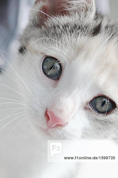 Close-up of kitten's face