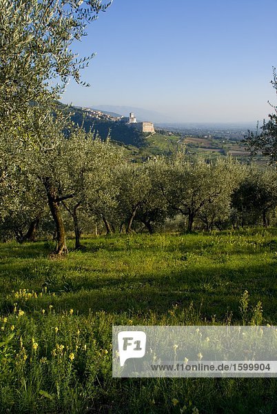 Bäume in Feld mit Stadt im Hintergrund  Basilika von San Francesco d ' Assisi  Assisi  Perugia Provinz  Umbrien  Italien