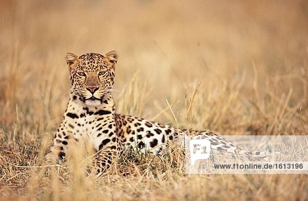 Leopard (Panthera Pardus)