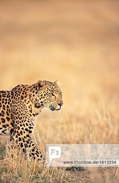 Leopard (Panthera Pardus)