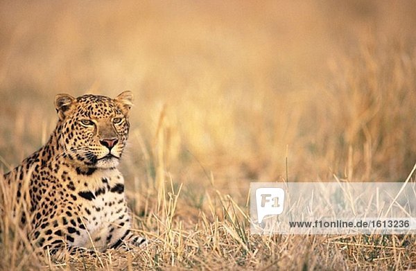Leopard (Panthera Pardus)