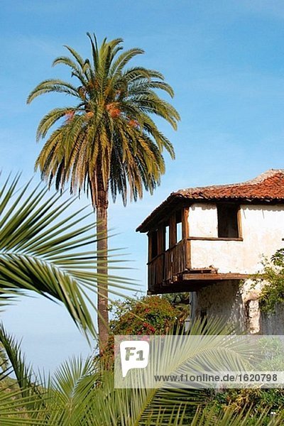 Icod de Los Vinos. Teneriffa. Kanarischen Inseln. Spanien