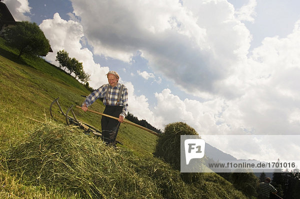 Austria  Salzburger Land  hay harvest