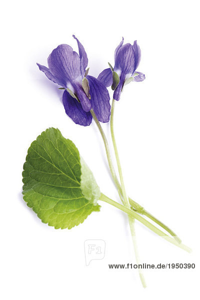 Viola odorata  Nahaufnahme