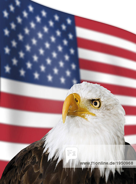 Weißkopfseeadler vor US-Flagge