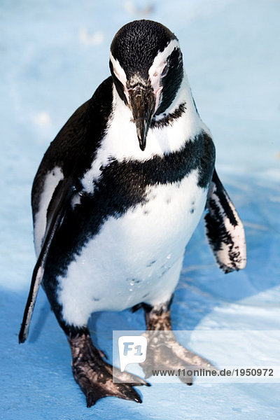 Germany  KÃ¶ln  Humboldt Penguin in zoo