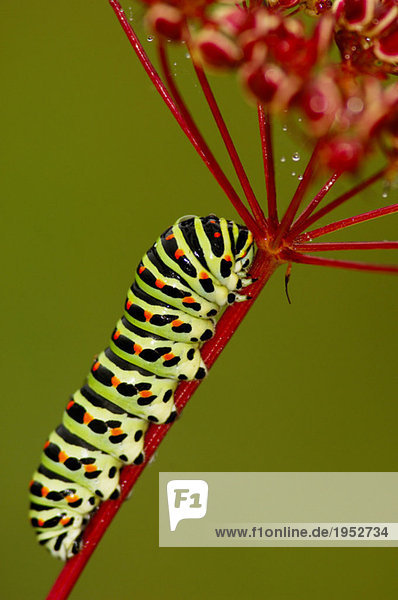 Raupe des Schwalbenschwanz-Schmetterlings  Papilio machaon