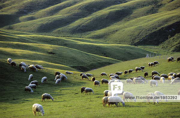 Italy  Tuscany  near Asciano  sheep in meadow