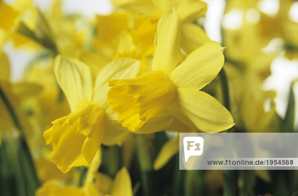 Yellow daffodils