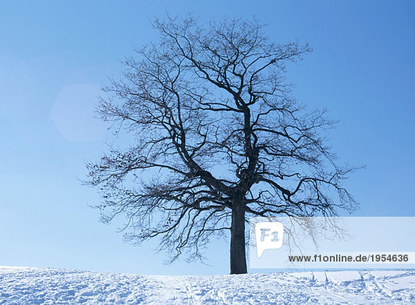 Nackter Baum im Schnee  Winter