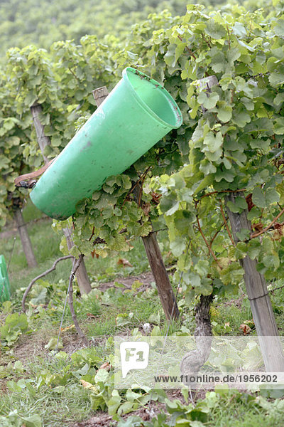 Back-basket in vinyard