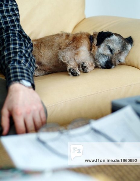 Hund und Mann auf der Couch
