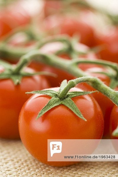 Frische Tomaten an der Rispe