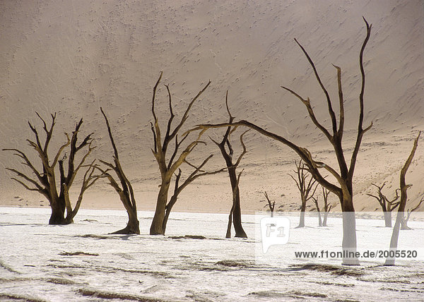 Abgestorbene Bäume in Salzwüste  Namibia  Afrika