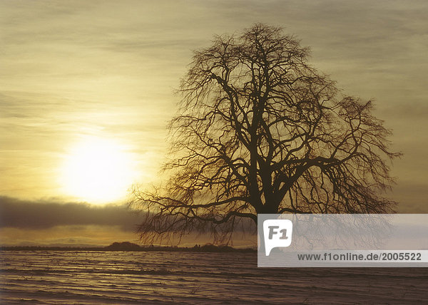 Kahler Baum auf verschneitem Feld  Sonnenuntergang