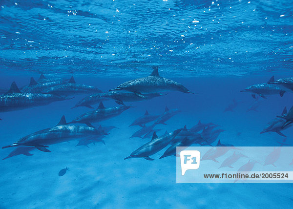 Delfine im Schwarm  Unterwasser