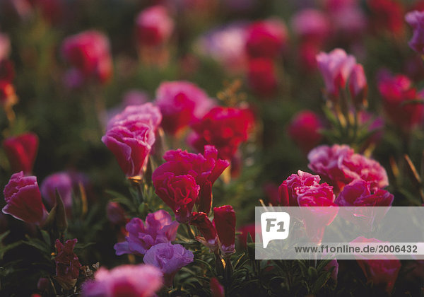 Wiesenblumen mit rosa Blüten