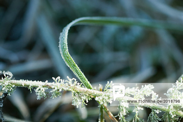 Frostbedeckte Vegetation  Nahaufnahme