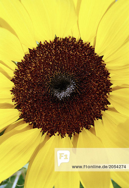 Detail einer Sonnenblume (Helianthus annuus)