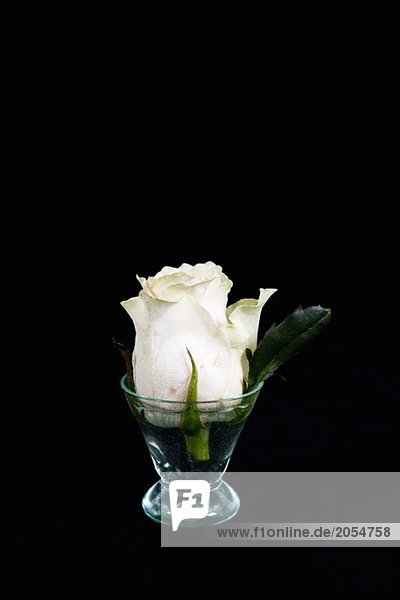 Eine Rose im kleinen Glas