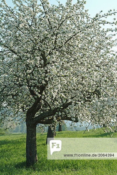 Apfelbäume in Feld blüht