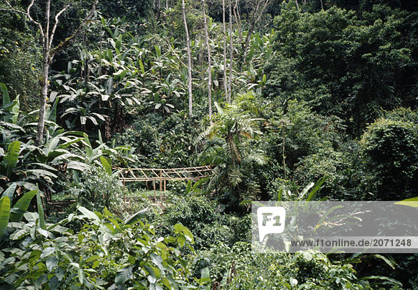 Üppige Vegetation im Regenwald mit einem Bambus-Plankenweg