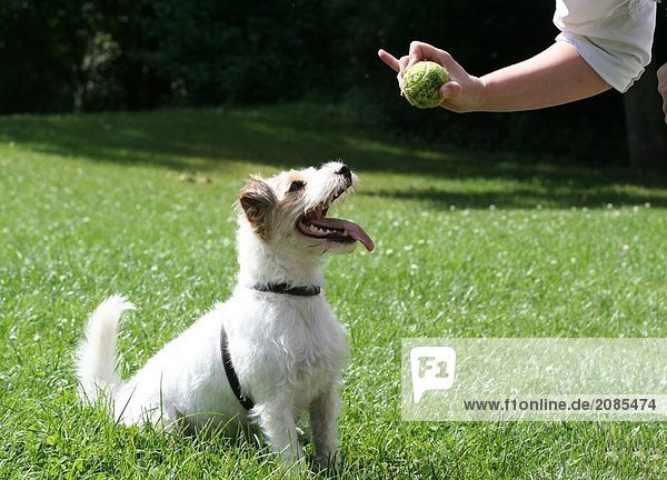Hund Blick auf Person  der Ball im Garten