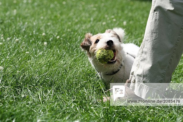 Dog holding ball in its mouth with person standing beside it