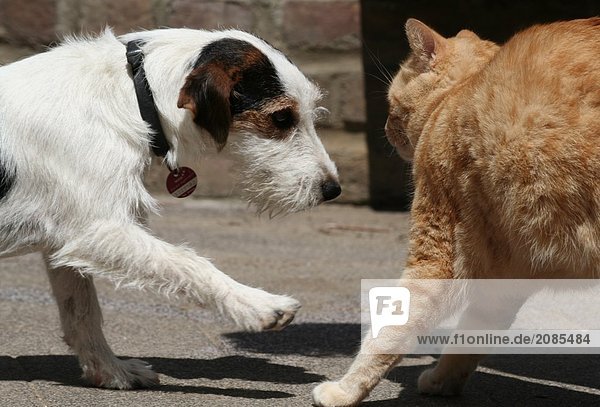 Close-up of dog and cat confronting each other