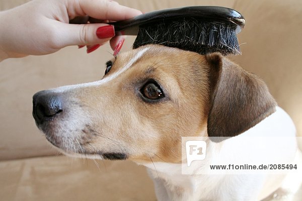 Woman brushing dog's hair