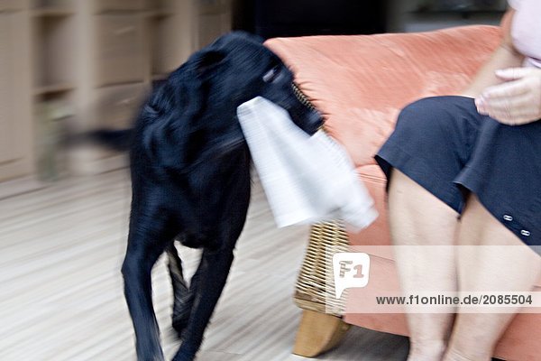 Niedrige Schnittansicht Frau sitzt auf Couch mit Hund hält Zeitung im Maul