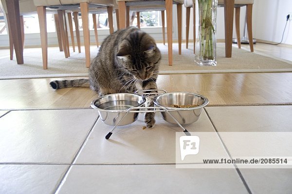 Cat looking at food in bowls