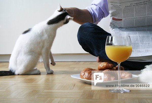 Low section view of man feeding cat on floor