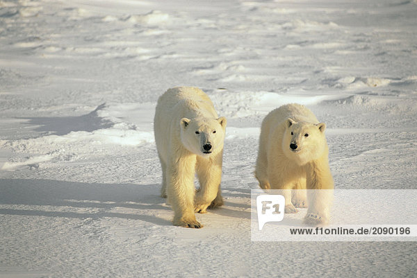 Zwei Eisbären auf Pack Eis Churchill Kanada