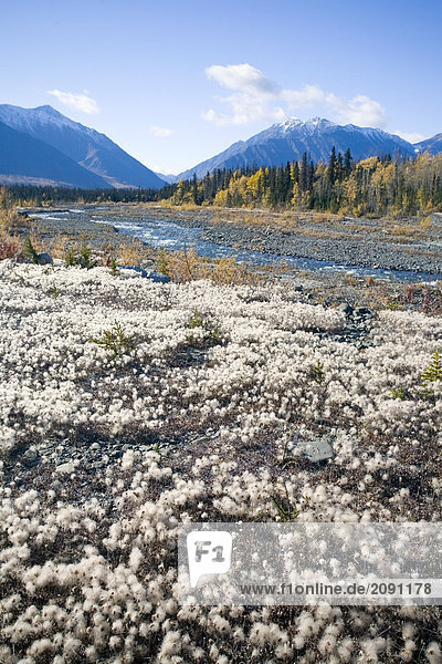 Alaska cotton grass in bloom along the Alaska Highway in early fall.