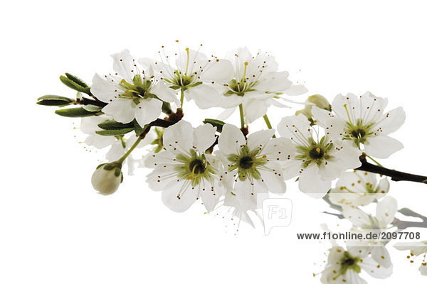 Weißdornblüten (Crataegus)  Nahaufnahme