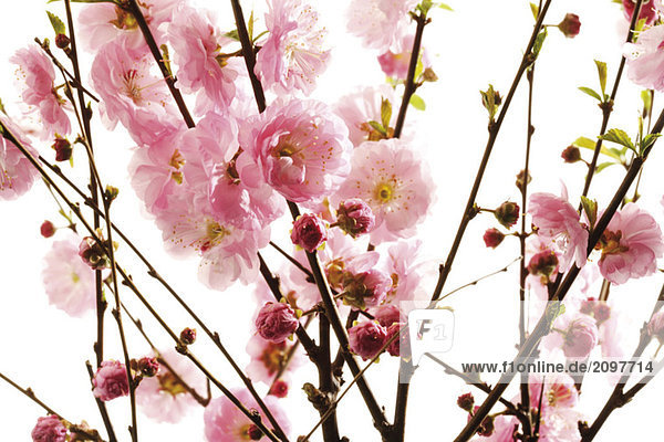Mandelbaumzweige mit Blüten (Prunus triloba)  Nahaufnahme