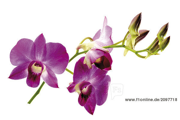 Orchidee (Orchidaceae)  Nahaufnahme