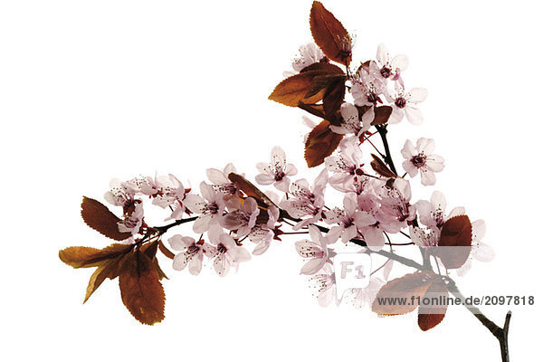 Kirschpflaumenblüten  Nahaufnahme
