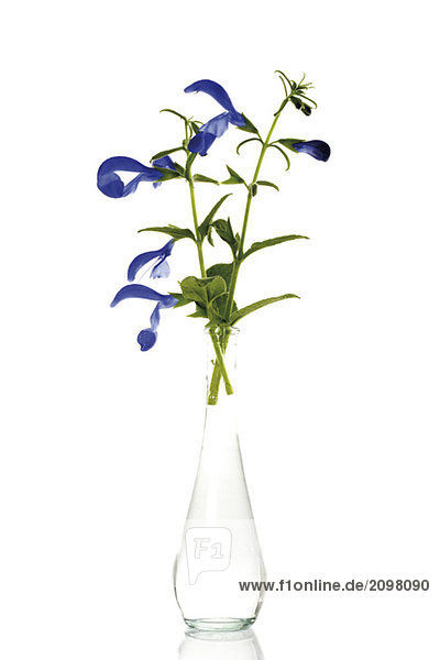 Blühender Wiesensalbei in Vase (Salvia pratensis)  Nahaufnahme