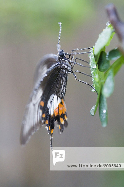 Mormonischer Schmetterling (Papilio polytes)  Nahaufnahme