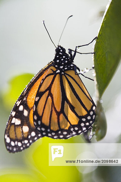 Monarch Schmetterling (Danaus plexippus) auf Blatt  Nahaufnahme