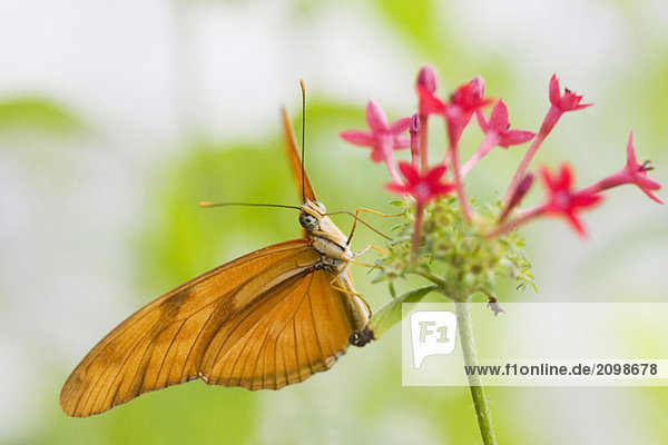Julia Butterfly  (Dryas julia)  Nahaufnahme