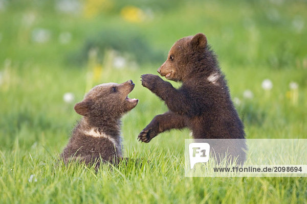 Europäische Braunbärenkinder spielen ((Ursus arctos) Nahaufnahme Europäische Braunbärenkinder spielen ((Ursus arctos), Nahaufnahme