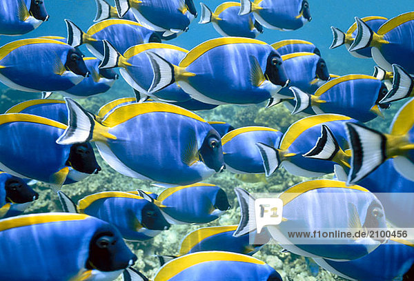 School of fish swimming underwater